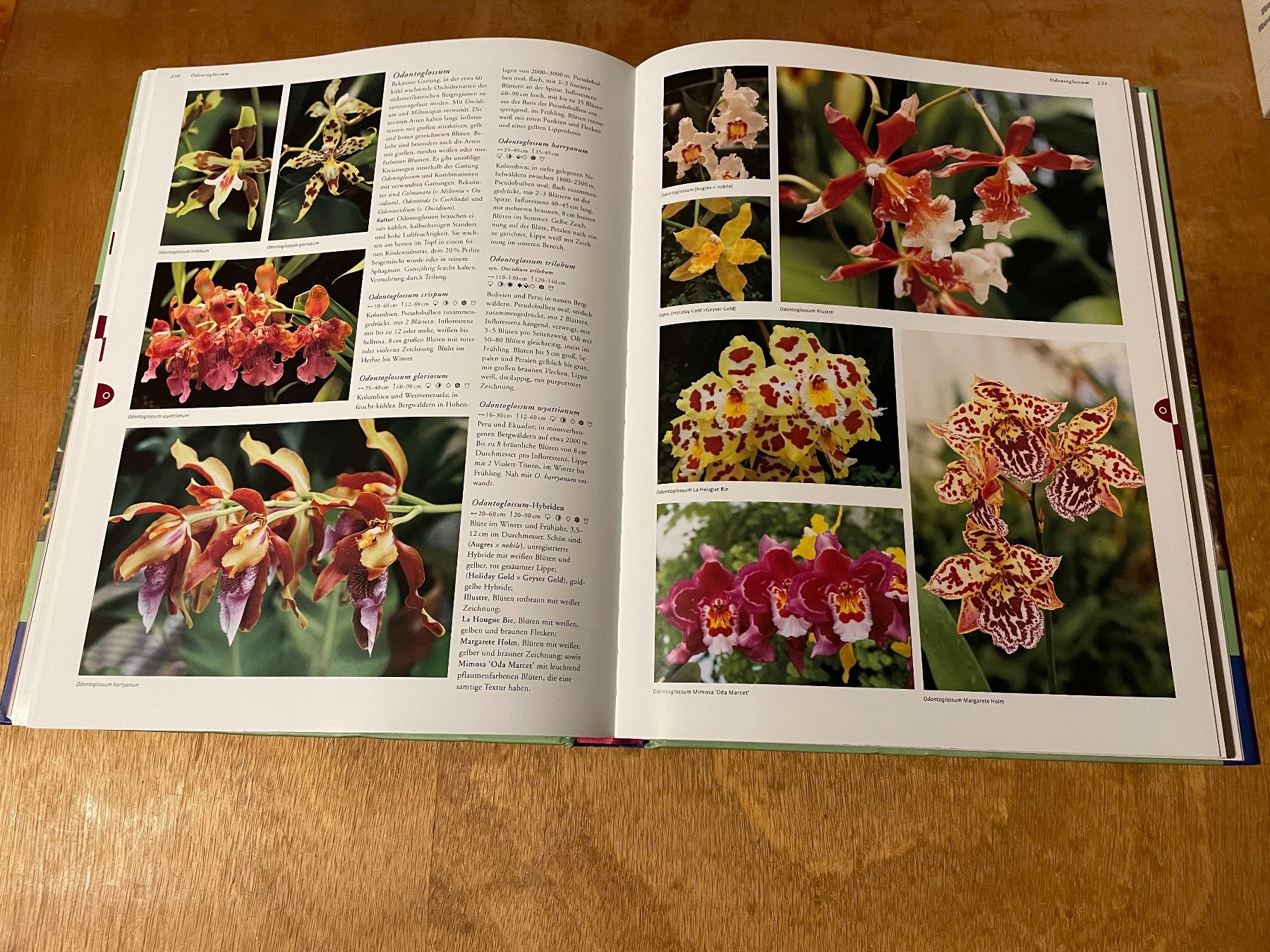 Libri: Die Kosmos Enzyklopädie der Orchideen – Usato da Zürich venduto da WWehrle 1
