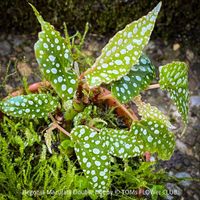 Begonia Maculata Double Dot im TonTopf auch fürs Terrarium