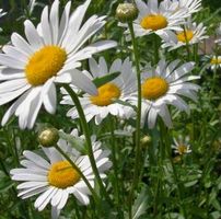 50 SAMEN Gänseblümchen GRAINES SEMI SEEDS СЕМЯН