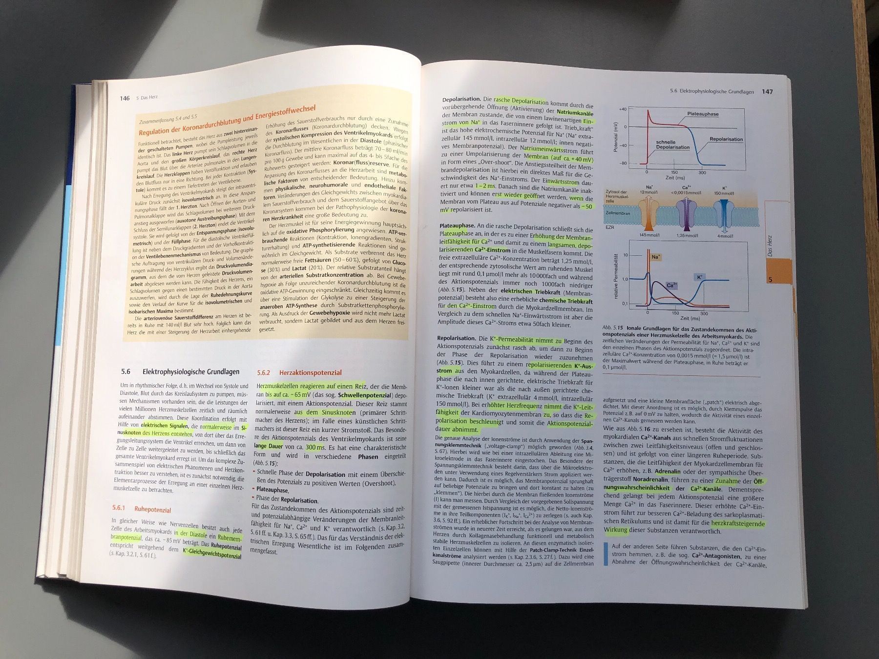 Bücher: Physiologie Thieme – Gebraucht aus Zürich von ehupp 4