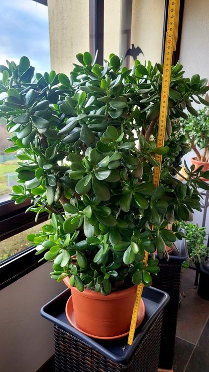 Crassula ovata (Geldbaum) Kaufen auf Ricardo