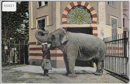 Basel - Zoolog. Garten - Elephant