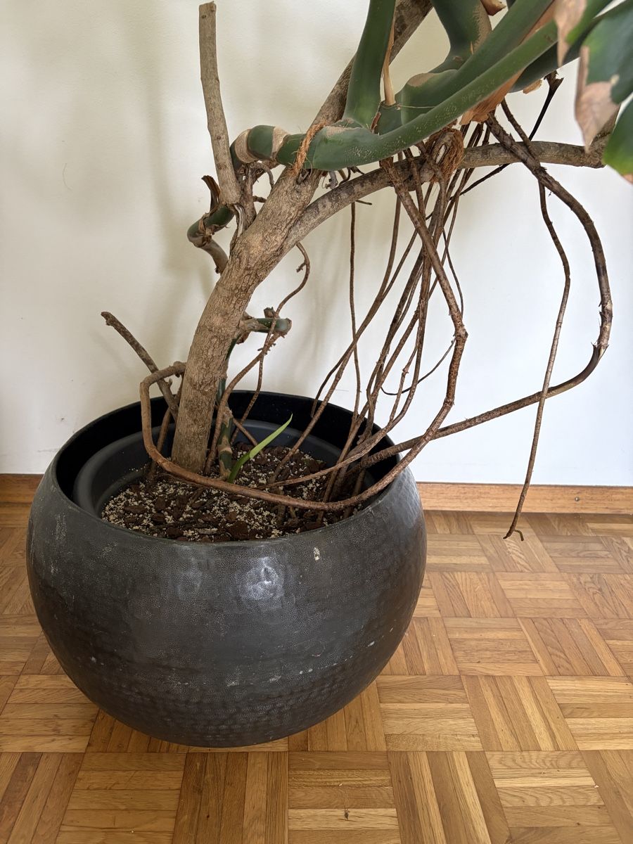 Plantes & graines: Monstera deliciosa auf Ast – D'occasion à Wetzikon ZH par diekresses 4