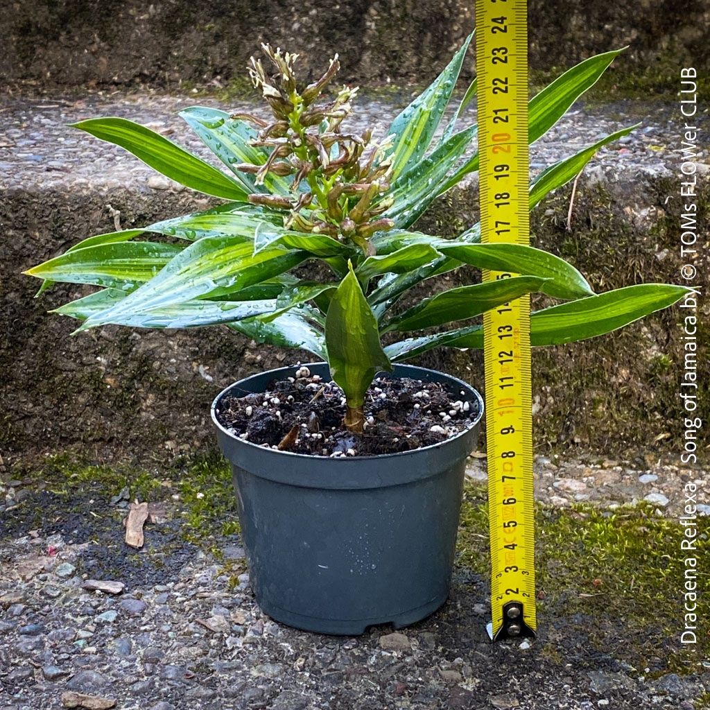 Pflanzen & Samen: Dracaena Reflexa ‘Song of Jamaica’ - tropische Eleganz – Neu und originalverpackt aus Adliswil von astom369 3
