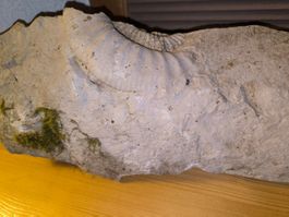 Fossil Ammonit, ca. 150 Mio Jahre alt, Rarität! Sammler 58