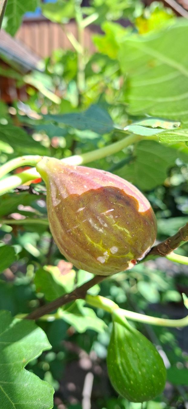 Plantes & graines: Feigenbaum /-busch mit starkem Wuchs – D'occasion à Alikon par Brunzolini 4