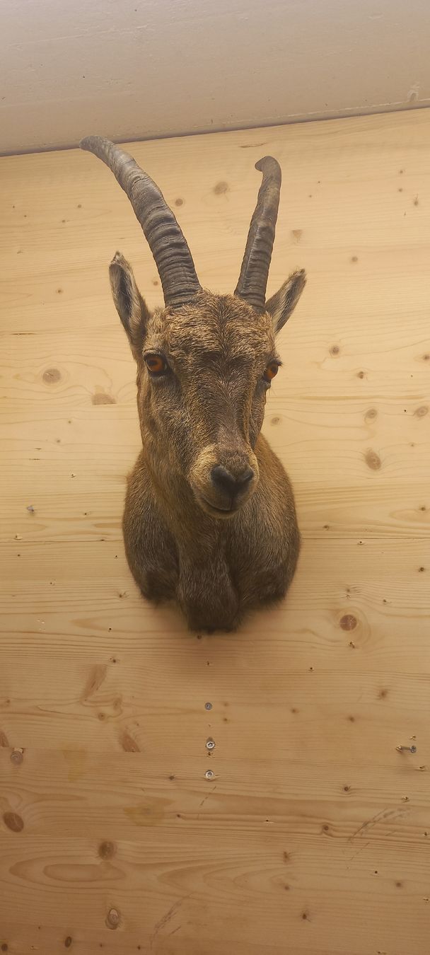 Welt der Tiere: Steinbock Steingeiss – Neu (gemäss Beschreibung) aus Mollis von Resel1985 1