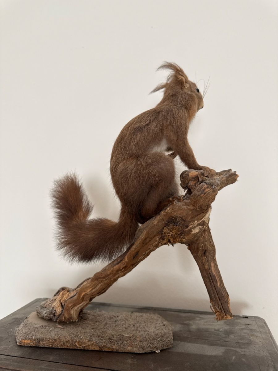 Monde des animaux: Präpariertes Eichhörnchen auf Holz – D'occasion à Basel par Ramses1179 2