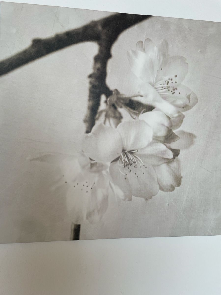 Foto & Immagini: Triptychon Apfelblüte – Usato da Freidorf TG venduto da ibipatria 2