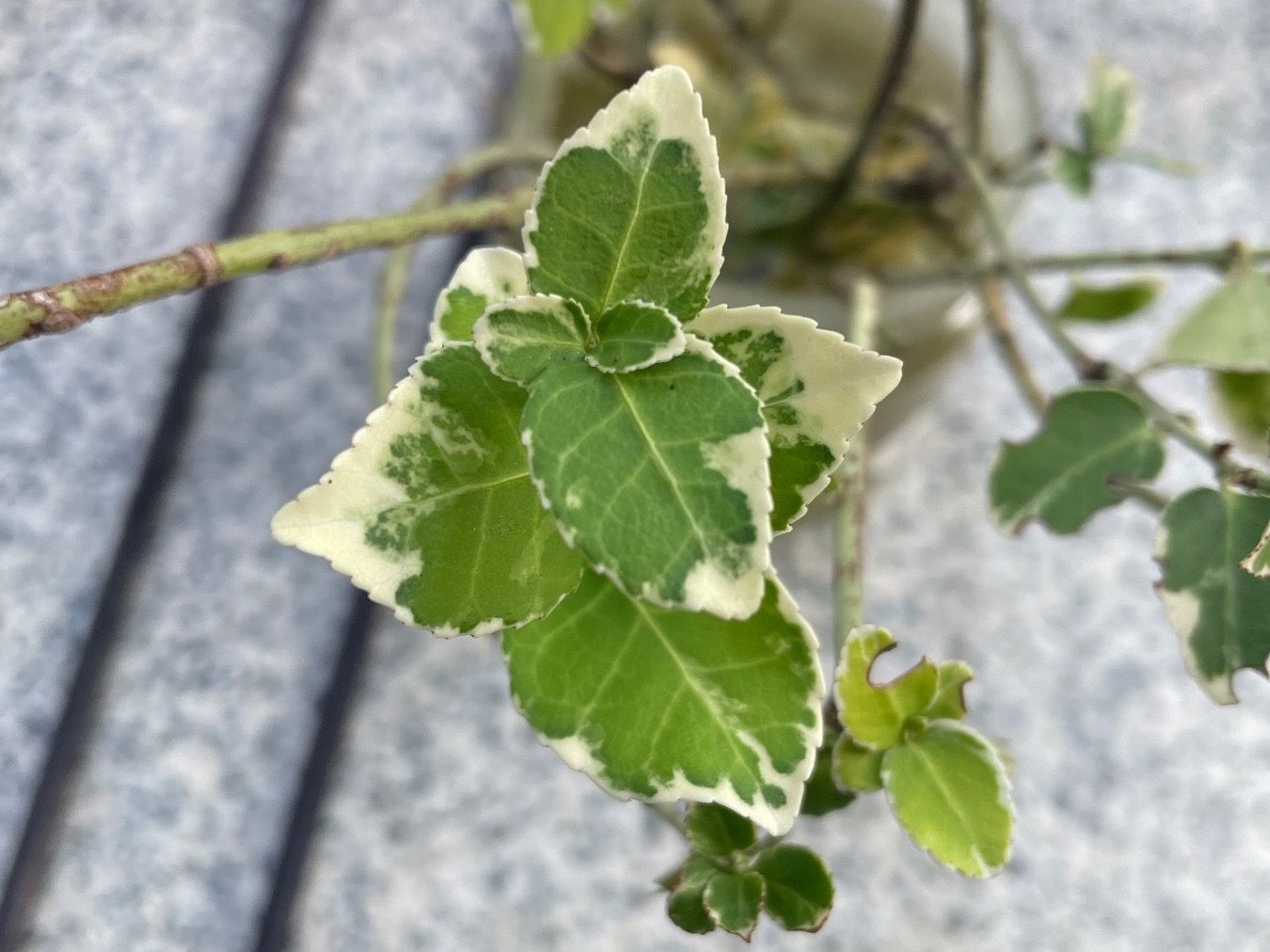 Piante & sementi: EUONYMUS FORTUNEI - Kriechspindelstrauch – Nuovo (secondo la descrizione) da Buchs AG venduto da fischli610 2