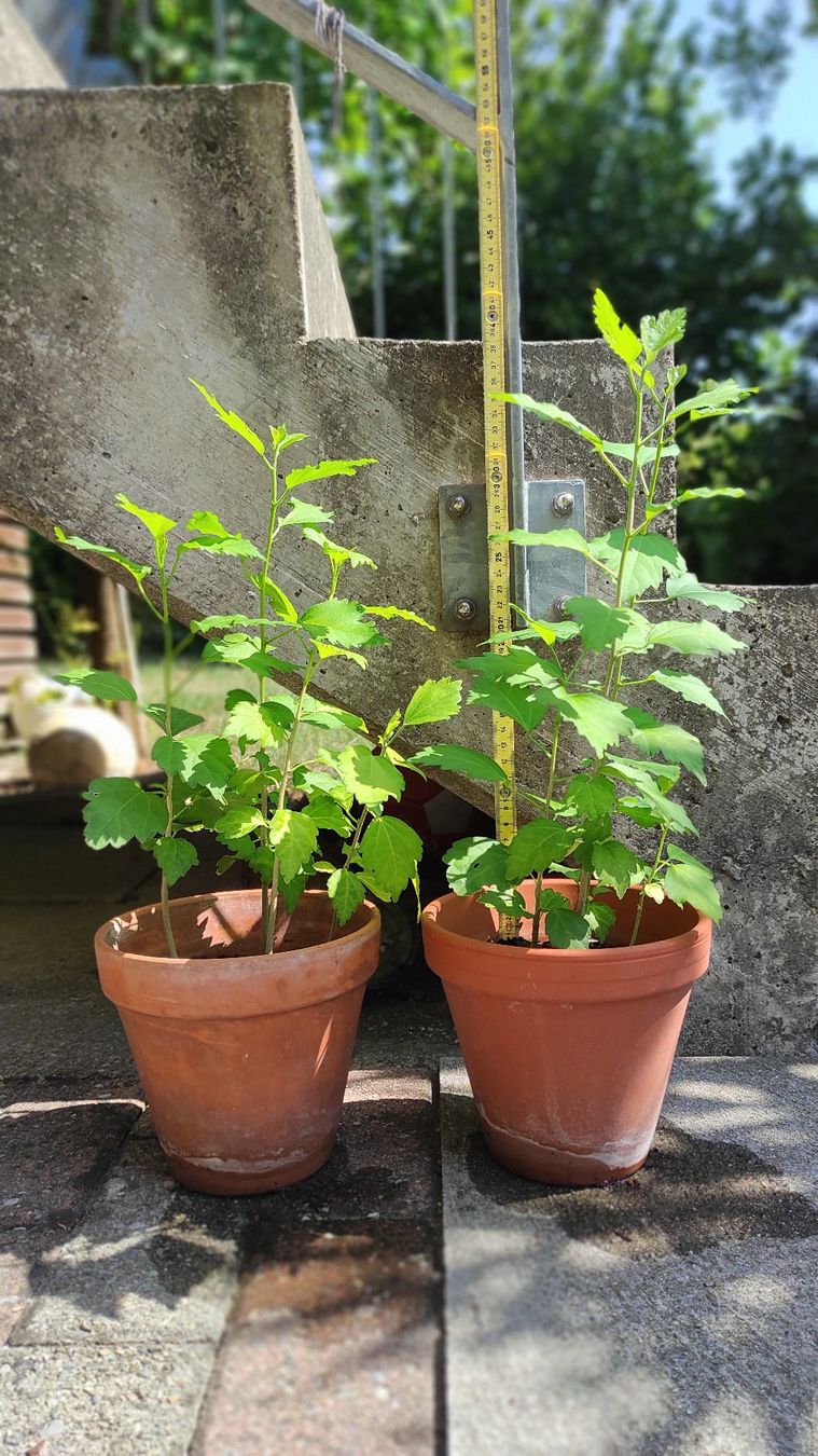 Piante & sementi: Hibiskus, ca. 1-jährig, 8 Stk. – Usato da Baar venduto da Cooltango