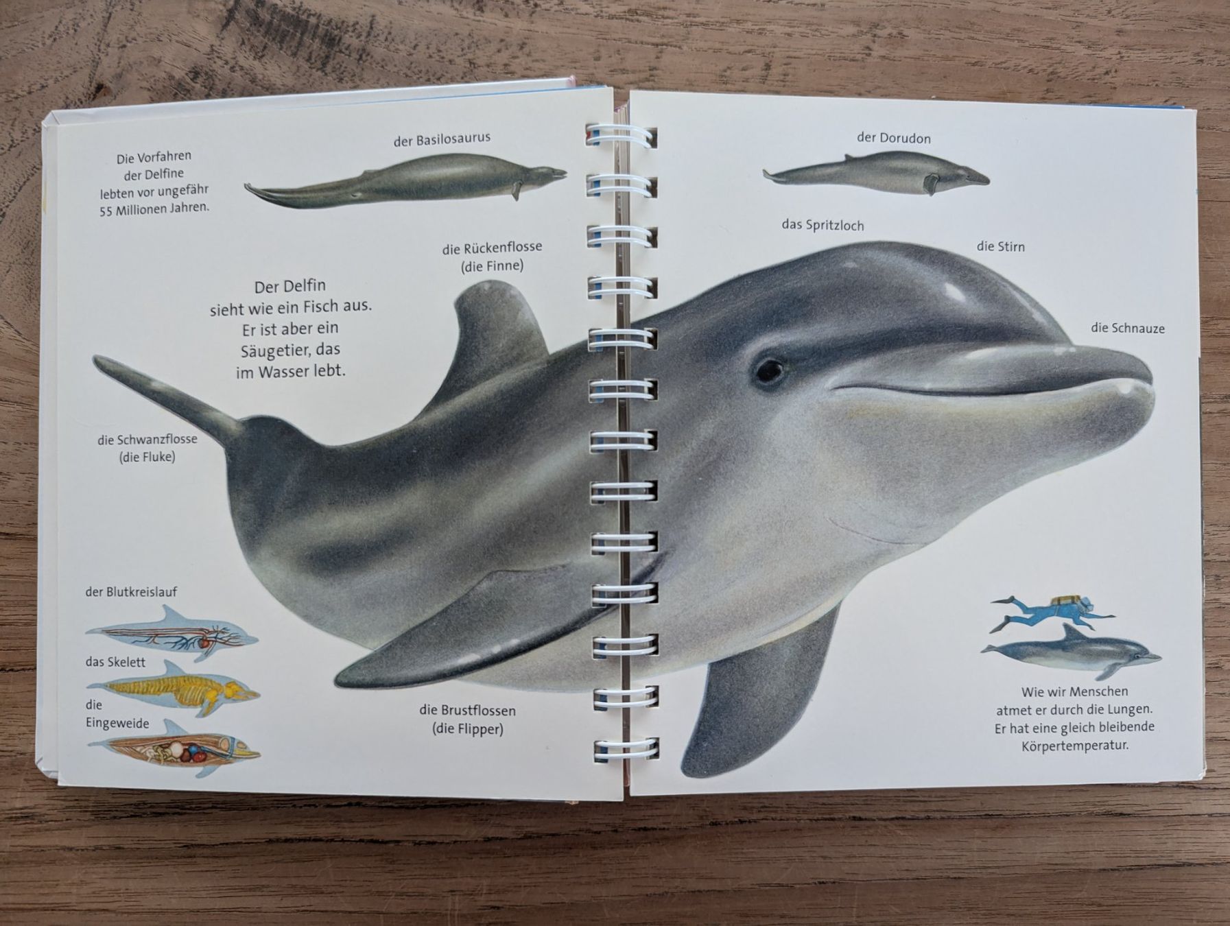 Libri: Bilderbuch: Der Delfin – Usato da Inwil venduto da rednag_tam 1