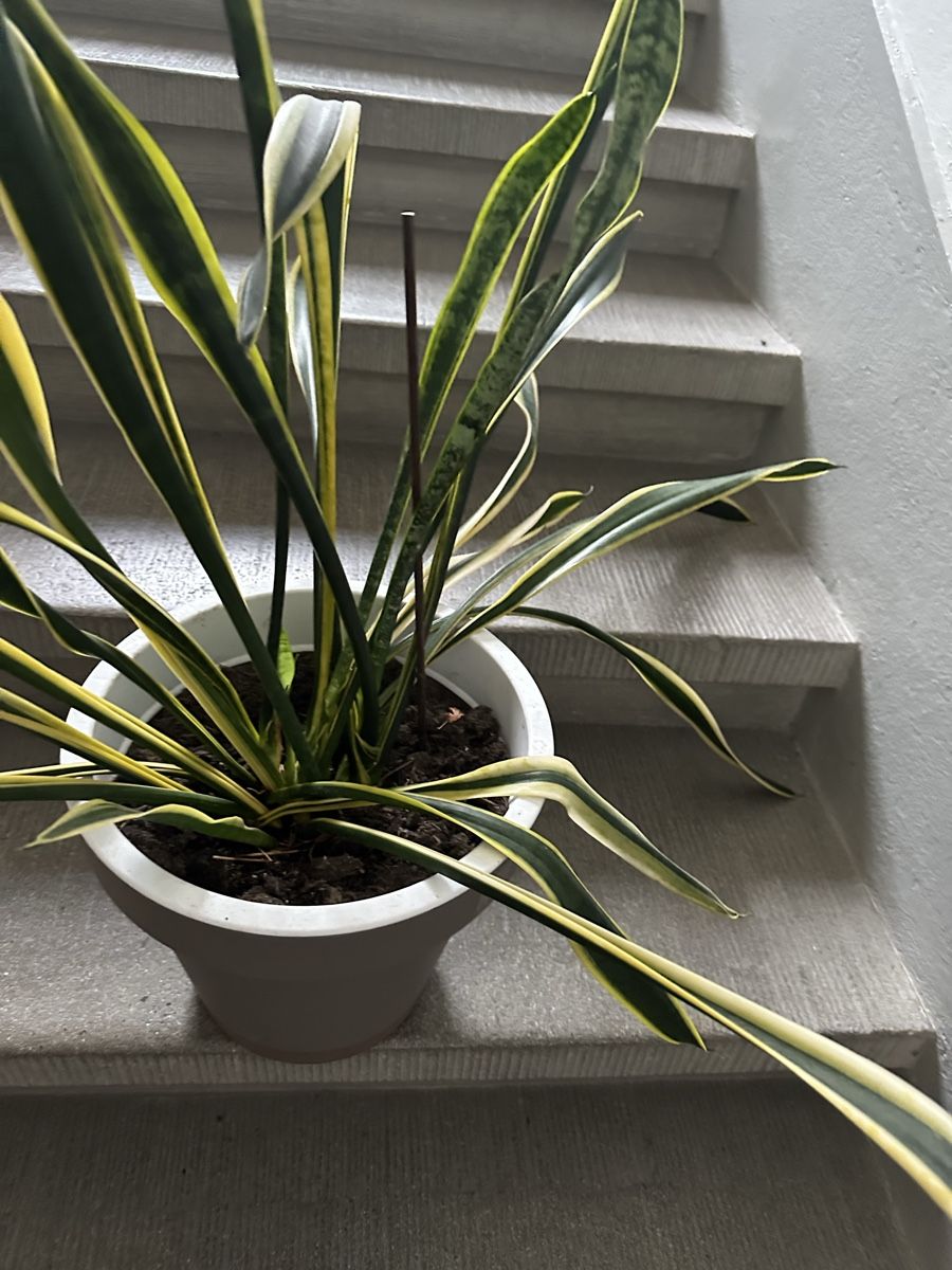 Pflanzen & Samen: Bogenganf /Sansevieria – Gebraucht aus Bern von womiman 1