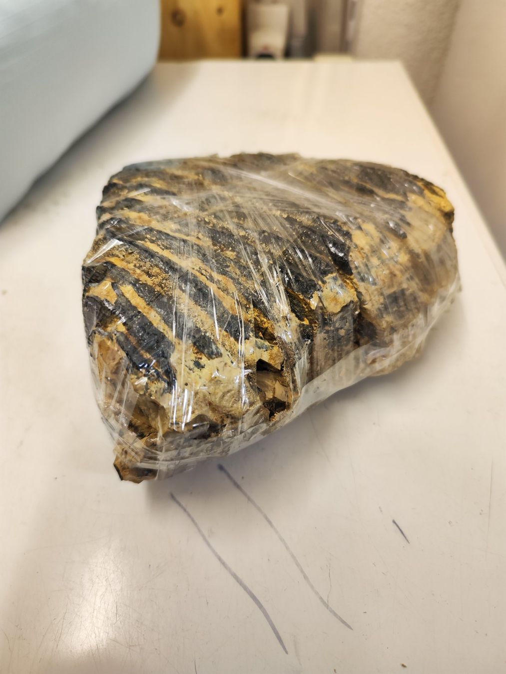 Fossili: Mammut Zahn – Usato da Zürich venduto da turbopuz 4