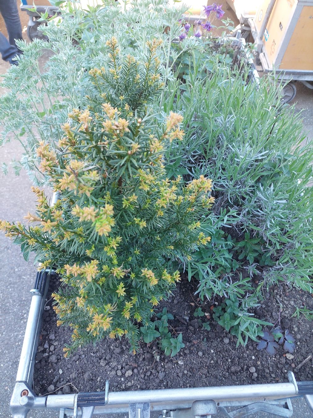 Vasi per fiori: Rollender Pflanzkasten, bepflanzt mit Kräutern, – Usato da Trimbach venduto da dan_9chk