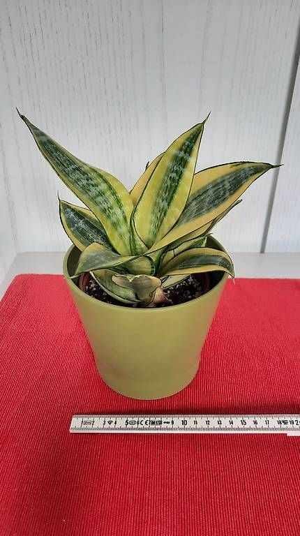 Plantes & graines: Zimmerplanze Schwiegermutterzunge – D'occasion à Giswil par aethra 3