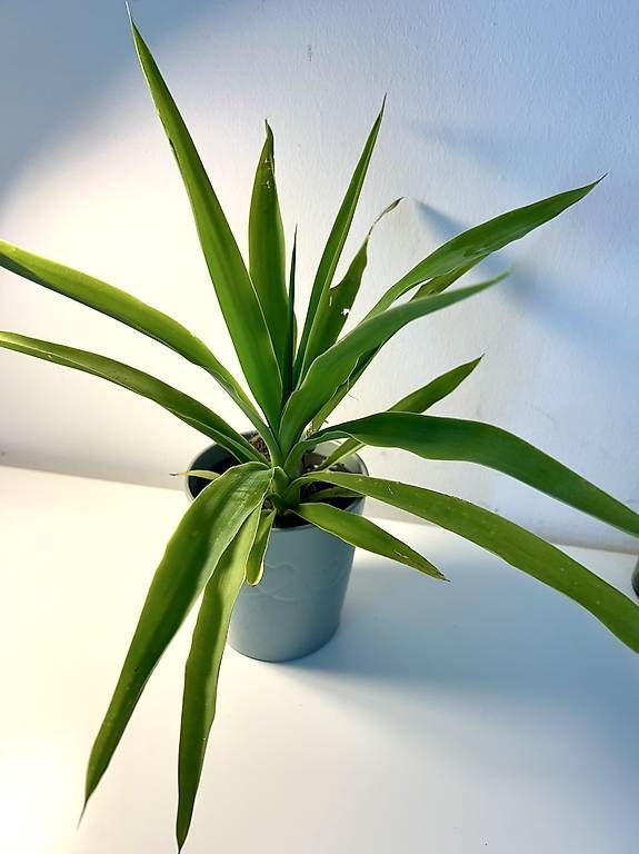 Pflanzen & Samen: Yucca mit Übertopf  – Neu und originalverpackt aus Frauenfeld von Irene.Schuppli 4