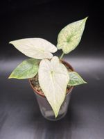 Alocasia Gageana Albo