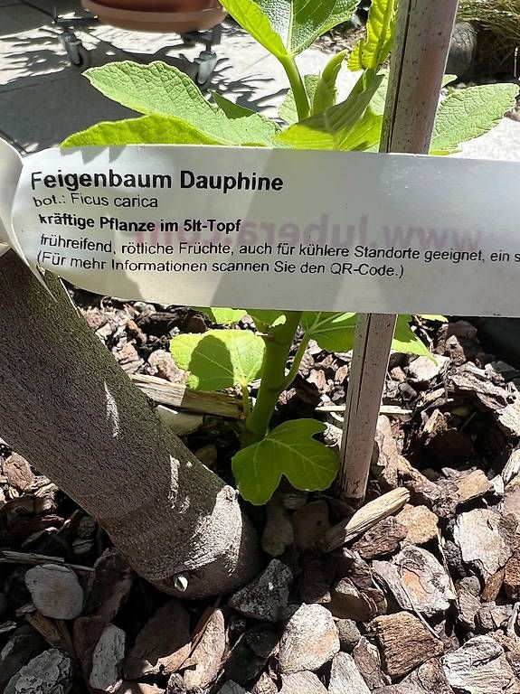 Piante & sementi: Feigenbaum "Dauphine" inkl. Kübel – Nuovo e nell'imballaggio originale da Riniken venduto da Rikaner 1
