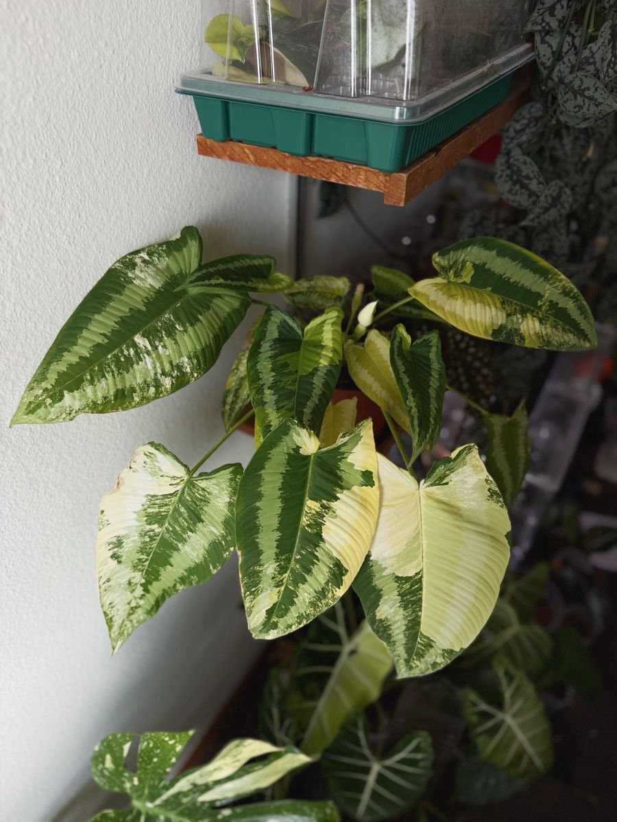Piante & sementi: Schismatoglottis Wallichii Variegated #1 – Nuovo (secondo la descrizione) da Bern venduto da Lucas_Ma 1