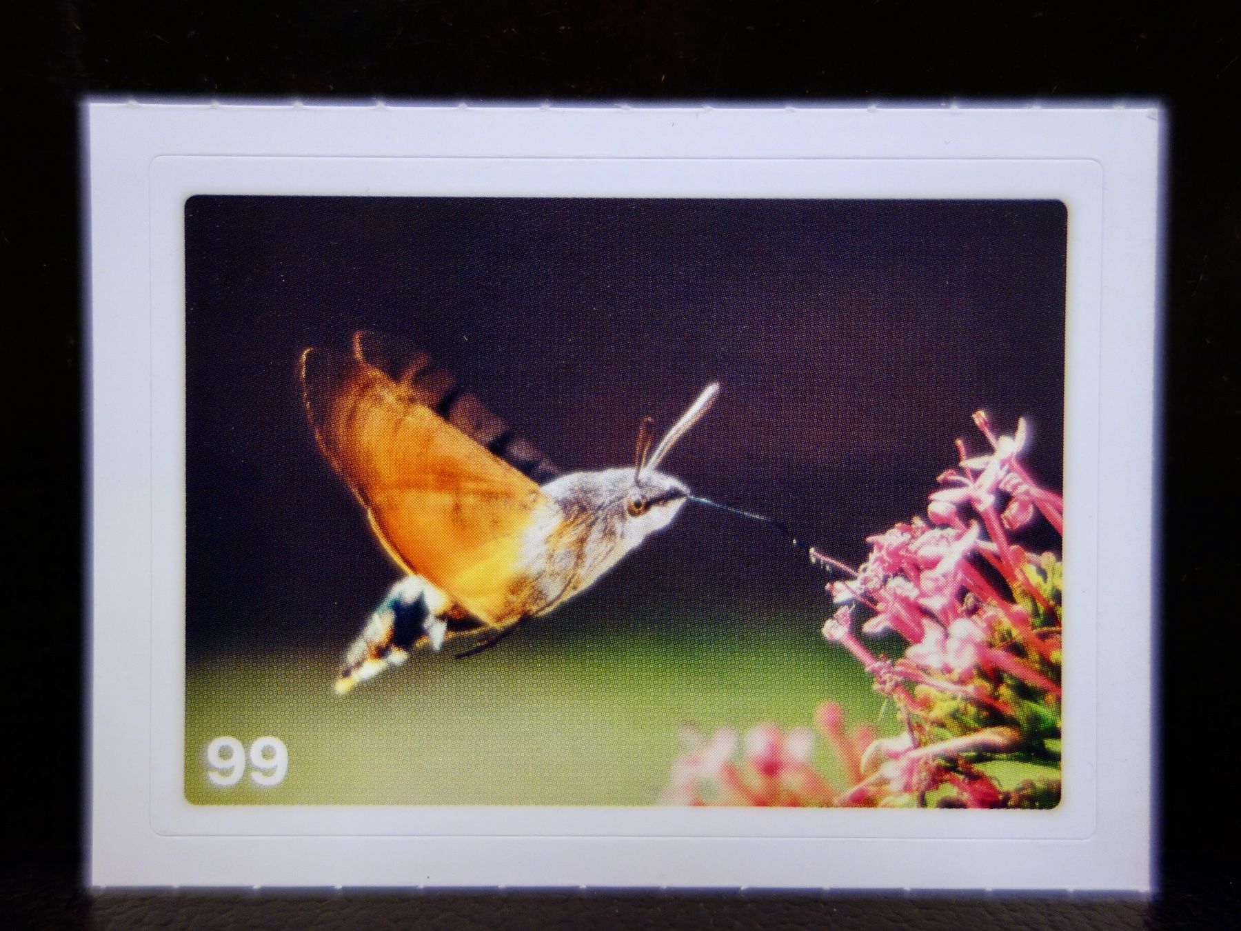 Migros Sammelbilder & Trading cards: MIGROS MANIA Nature Detectives Nr. 99 – Neu und originalverpackt aus Kerzers von djstarsky73