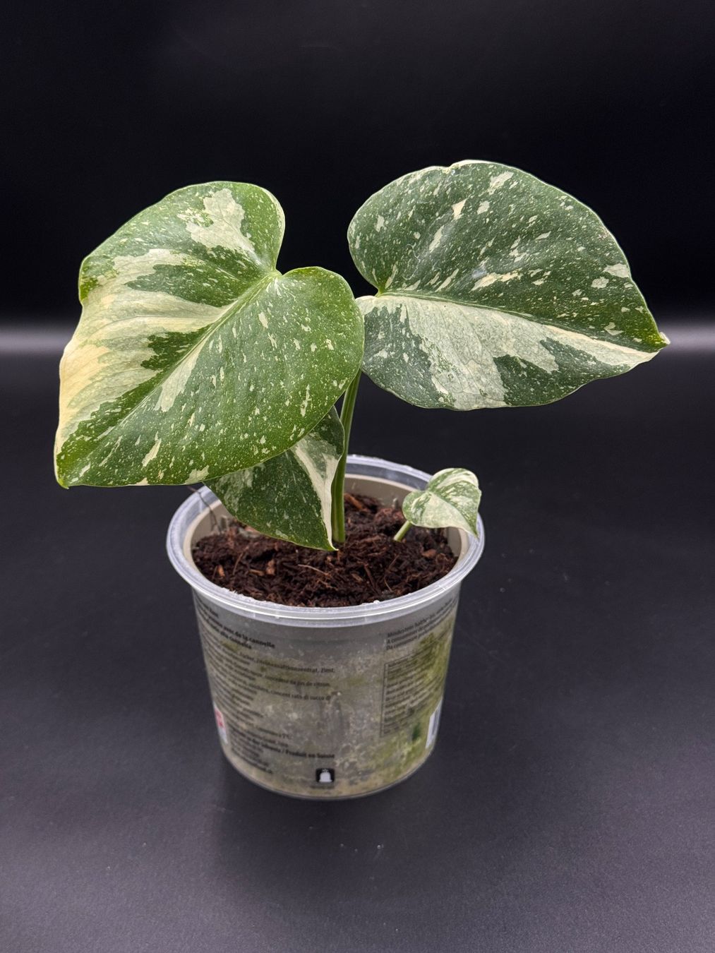 Plantes & graines: Monstera Thai Constellation – Neuf (Voir description) à Eglisau par Plantwithjoy
