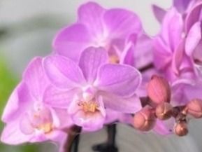 Piante & sementi: Mini  Orchidee WILD "Phalaenopsis" 20 cm Farbe ROSÉ – Nuovo e nell'imballaggio originale da Rovio venduto da POSITIFFARTandPLANTS 5