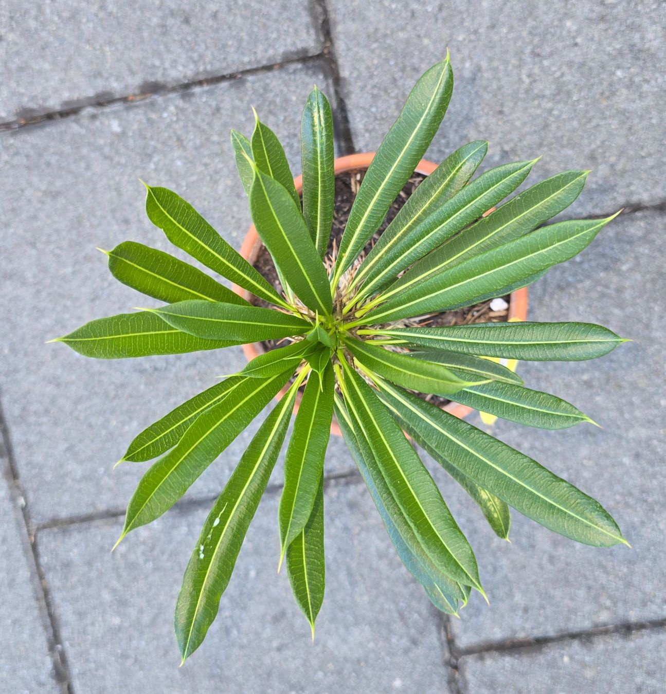 Plantes & graines: Madagaskar Palme – D'occasion à Aarburg par Glitzerschein 4