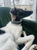 🐕 Sturmwind – Windhund-Halsband mit Kunstfell – Martingale