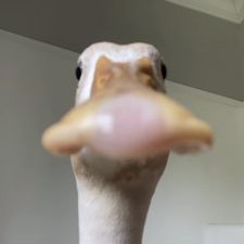 Profile image of gcsabi