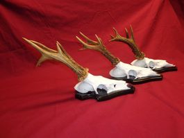 Reh, Geweihe, Trophäe, Horn, Dekoration, Jagd Abwurfstangen