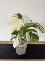 🌱Monstera deliciosa Variegata🌱 Nr. 6