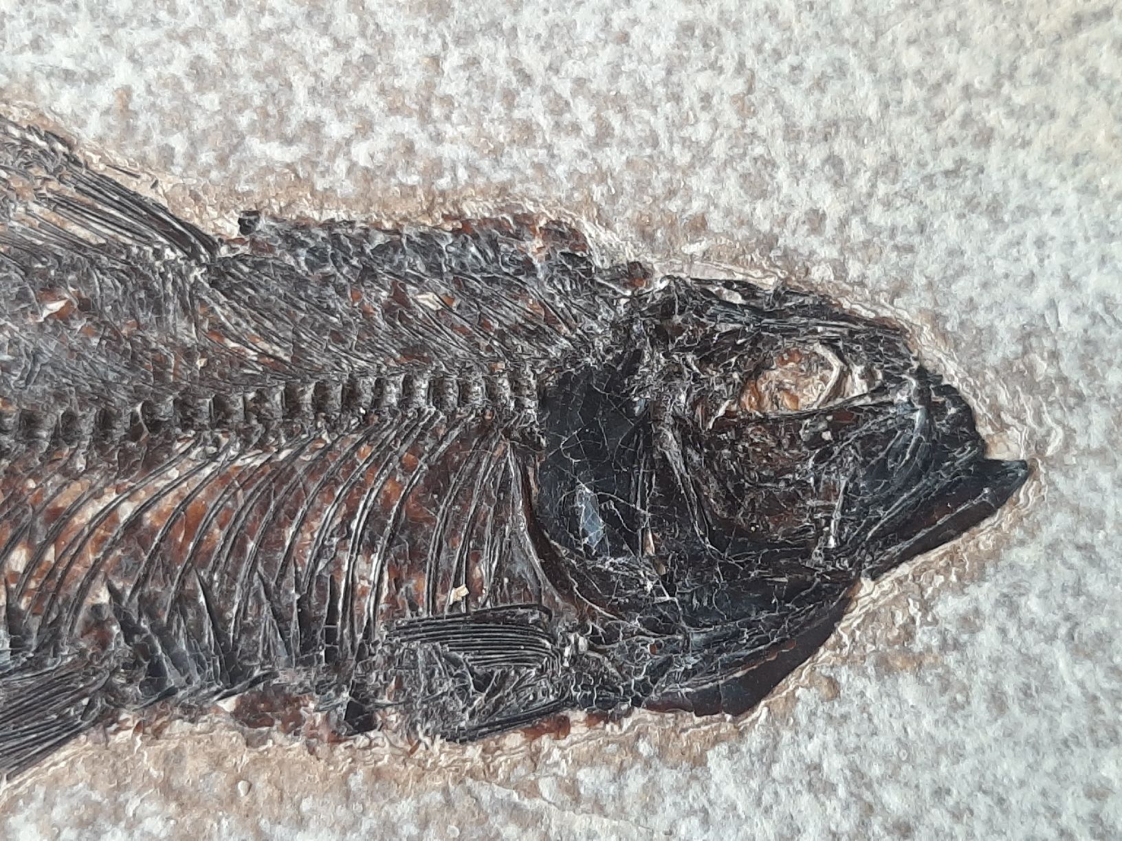 Fossiles: fossiler Fisch USA – D'occasion à Rickenbach BL par Oktober68 1