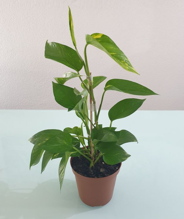 Pflanze Efeutute Epipremnum Pothos 46 cm Kaufen auf Ricardo