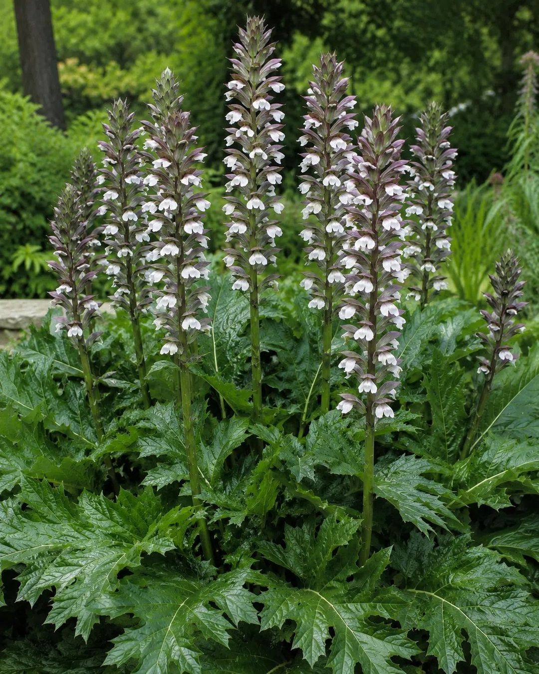 Plantes & graines: Weicher Akanthu - Acanthus mollis - 12 grosse Samen – Neuf avec emballage d'origine à Sumiswald par Cham14558 2