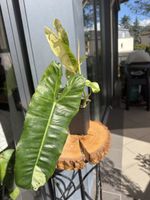 Philodendron Paraiso Verde Albo