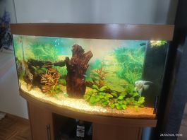 Aquarium Juwel Vision 260 complet avec meuble  260L