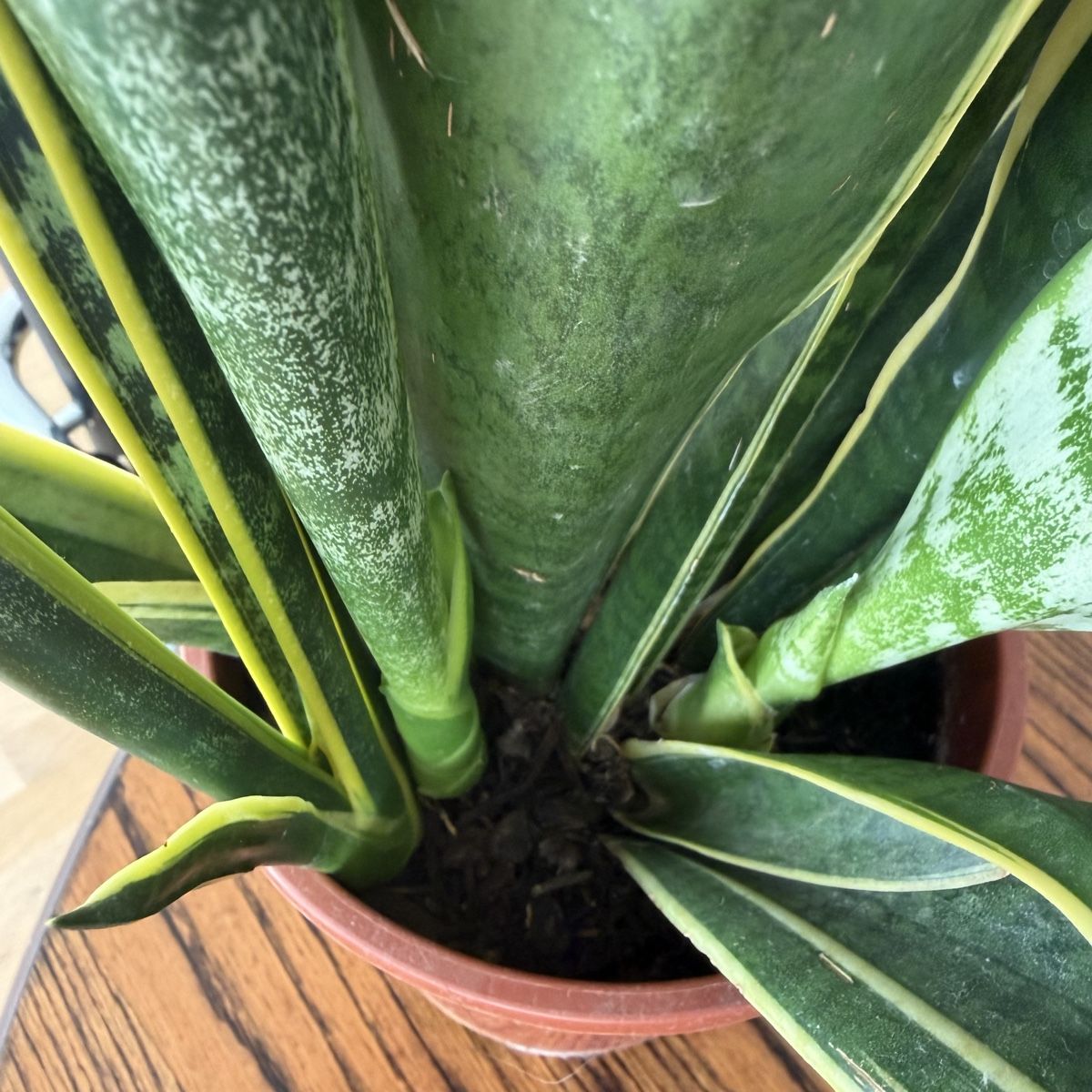 Piante & sementi: Grosse Sansevieria / Bogenhanf  – Usato da Winterthur venduto da Veribeerii 2