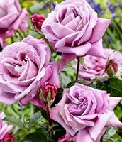 Rose Theahybrid "TRANDAFIR" hellviolett (Stamm mit 50 cm Wur