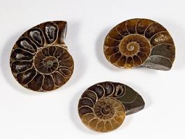 Ammonit Fossil 3Stk. 22 bis 29mm