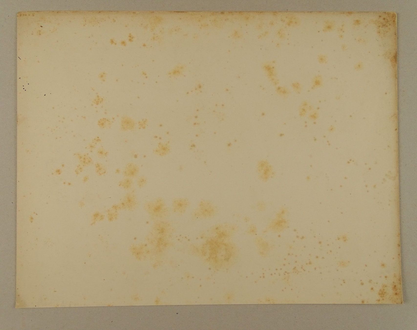Incisioni: BLOODHOUND, BLUTHUND, FARBLITHOGRAPHIE 1881 – Usato da Grüningen venduto da Kartensammler 9