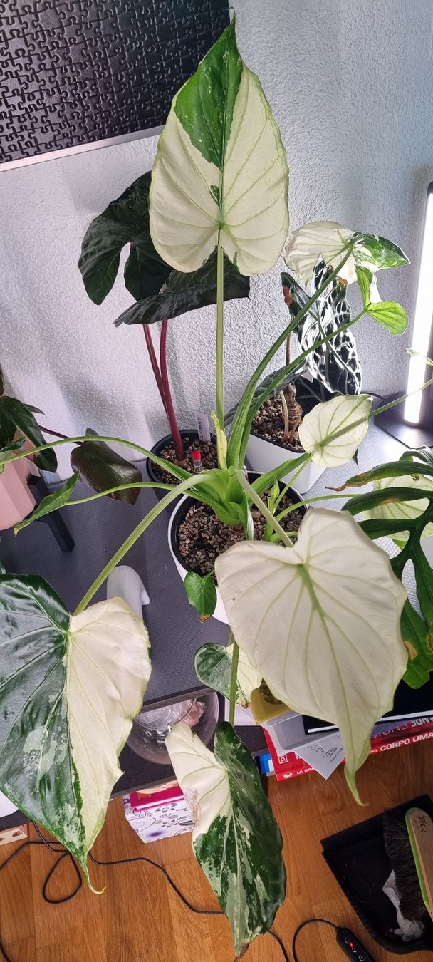 Piante & sementi: Alocasia Cucullata variegata - Größe S – Nuovo e nell'imballaggio originale da Wallenwil venduto da LadyLeaf_Ellis1 4