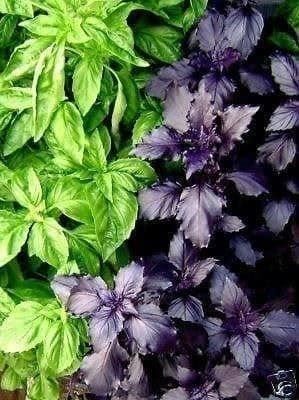 Piante & sementi: BASILIC POURPRE + CADEAU BASILIC ITALIEN – Nuovo (secondo la descrizione) da Bremblens venduto da FIBONACCI369
