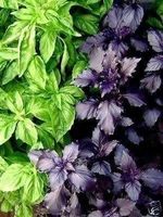 BASILIC POURPRE + CADEAU BASILIC ITALIEN