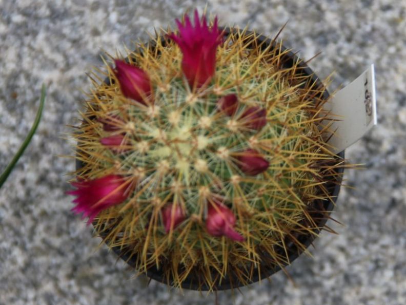 Piante & sementi: Kaktus Mammillaria pringlei – Usato da Steg im Tösstal venduto da Stacheli24 1