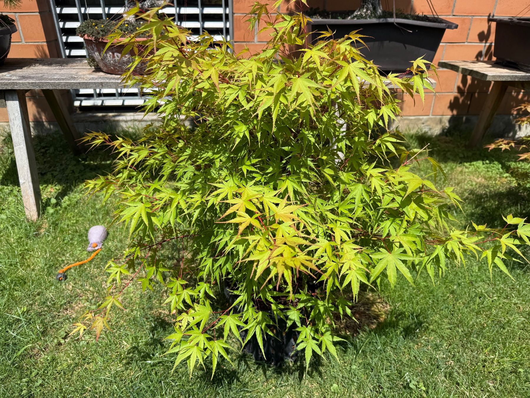 Piante & sementi: Verschiedene und seltene Bäume/ Bonsai – Usato da Vaduz venduto da Hallo2112 7