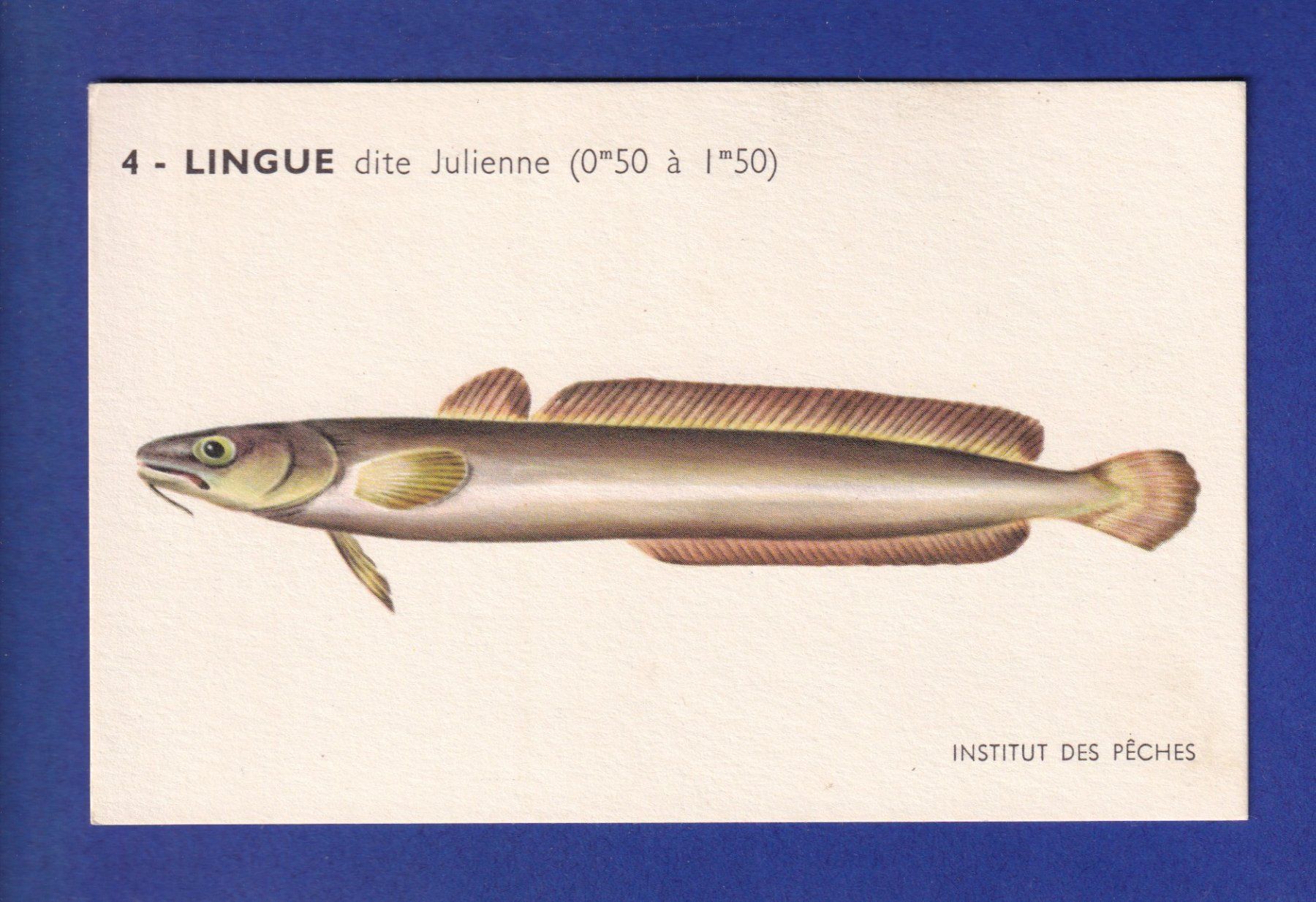 Ansichtskarten: Poisson - LINGUE dite Julienne – Gebraucht aus Pully von nicecards-shop