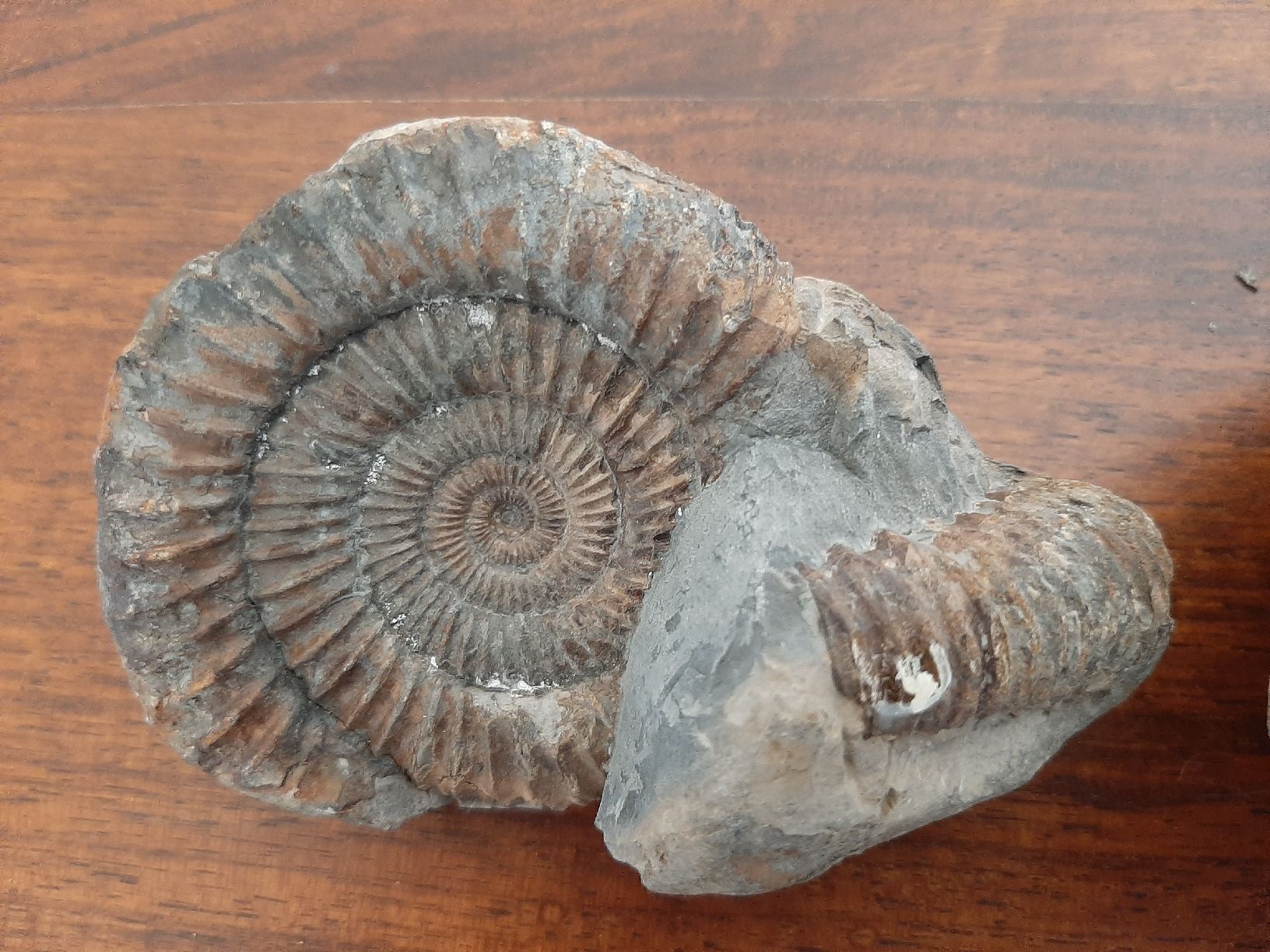 Fossili: Zwei Ammoniten England – Usato da Rickenbach BL venduto da Oktober68 2