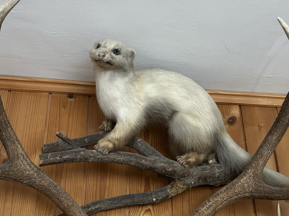 Il mondo degli animali: Trophäe Marder ausgestopft – Usato da Davos Platz venduto da cilgia08 1