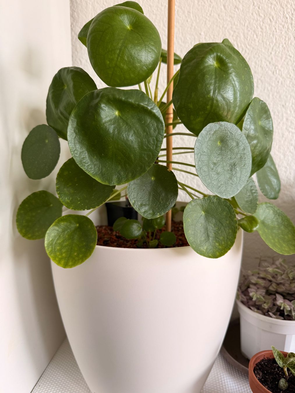 Piante & sementi: Schöne Pilea Peperomioides, Ufopflanze – Usato da Allschwil venduto da Irlandelfe85